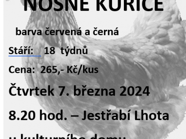 Prodej nosných kuřic - SVOBODA-Lučice 7.3.2024 1